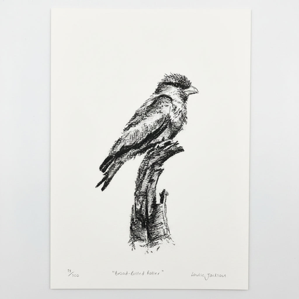 BROAD BILLED ROLLER