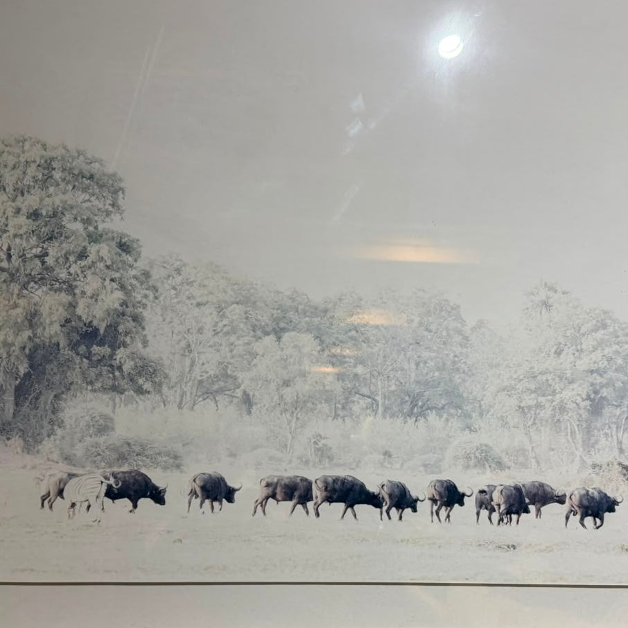 CAPE BUFFELO FRAMED