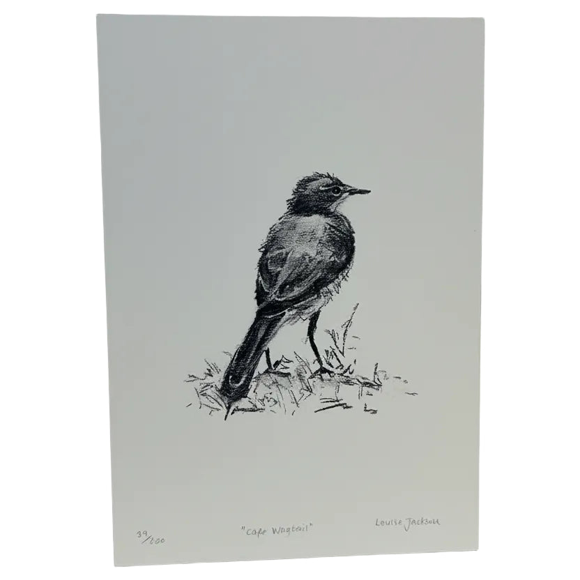 CAPE WAGTAIL