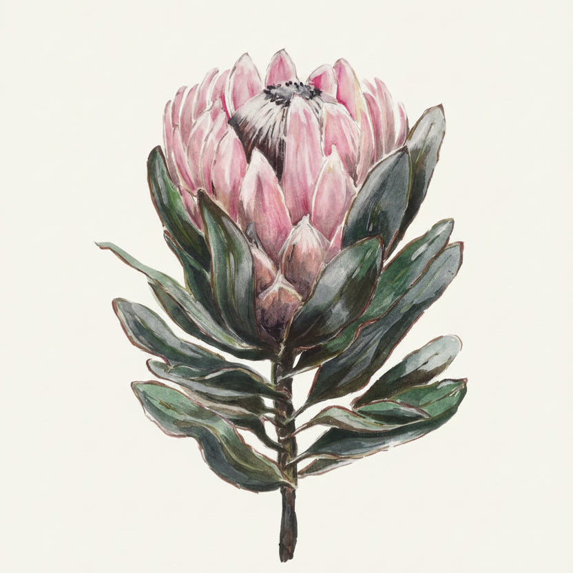 FRAMED PROTEA PRINT