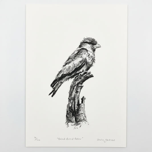 BROAD BILLED ROLLER