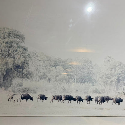 CAPE BUFFELO FRAMED