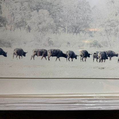 CAPE BUFFELO FRAMED