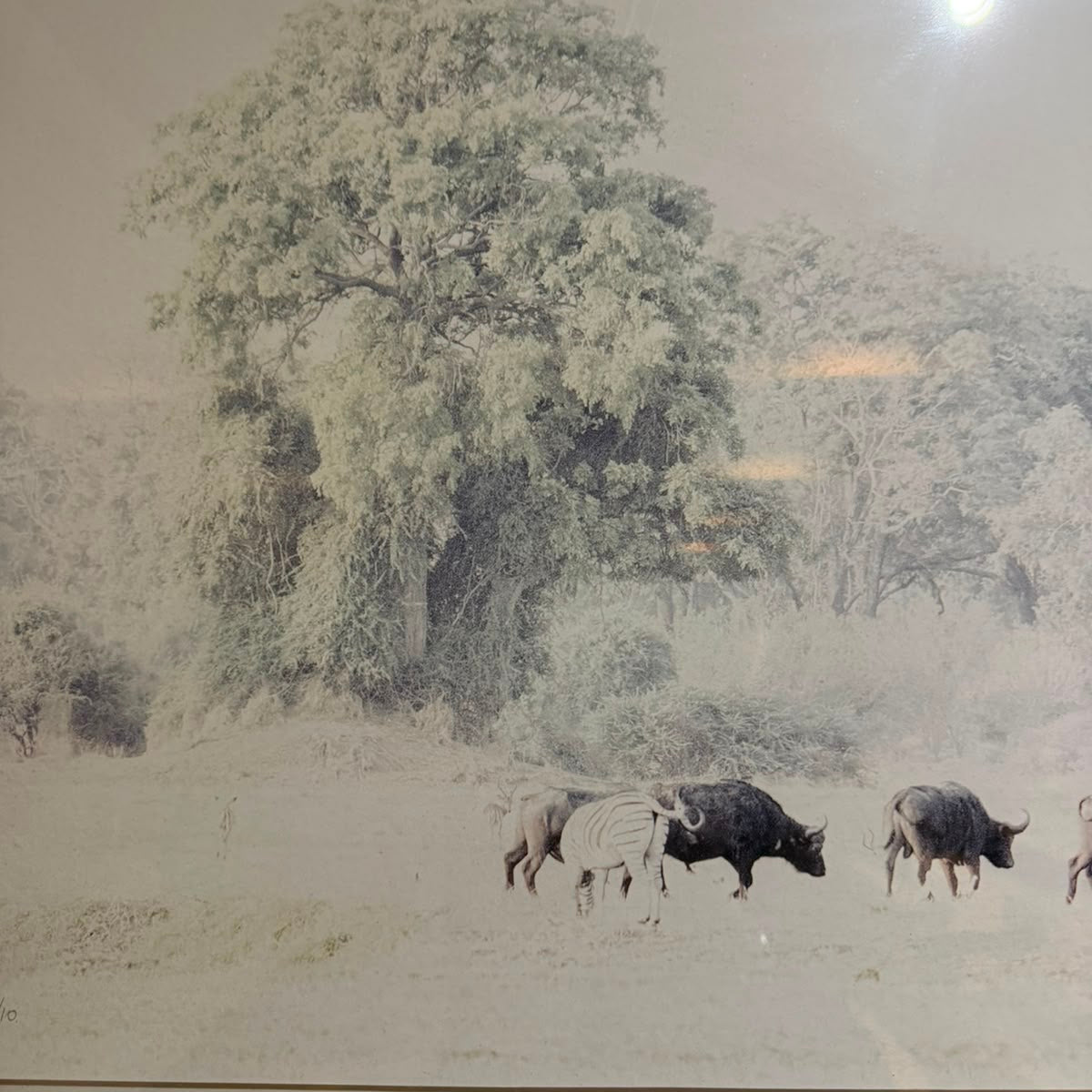 CAPE BUFFELO FRAMED