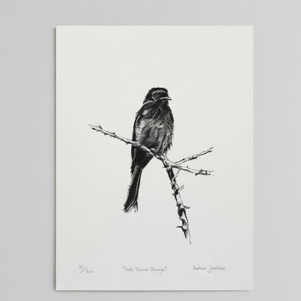 FORK TAILED DRONGO