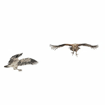 FRAMED VULTURE ARTWORK