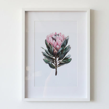 FRAMED PROTEA PRINT