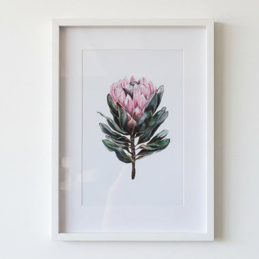 FRAMED PROTEA PRINT