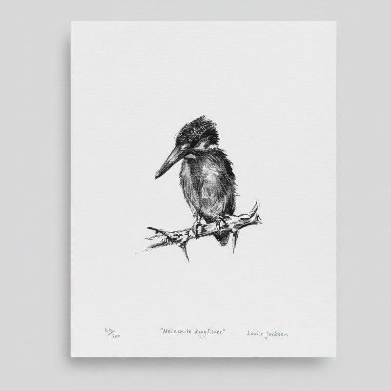 MALACHITE KINGFISHER