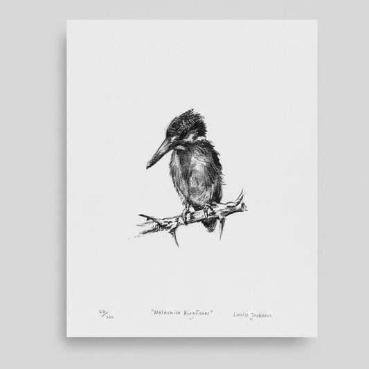 MALACHITE KINGFISHER