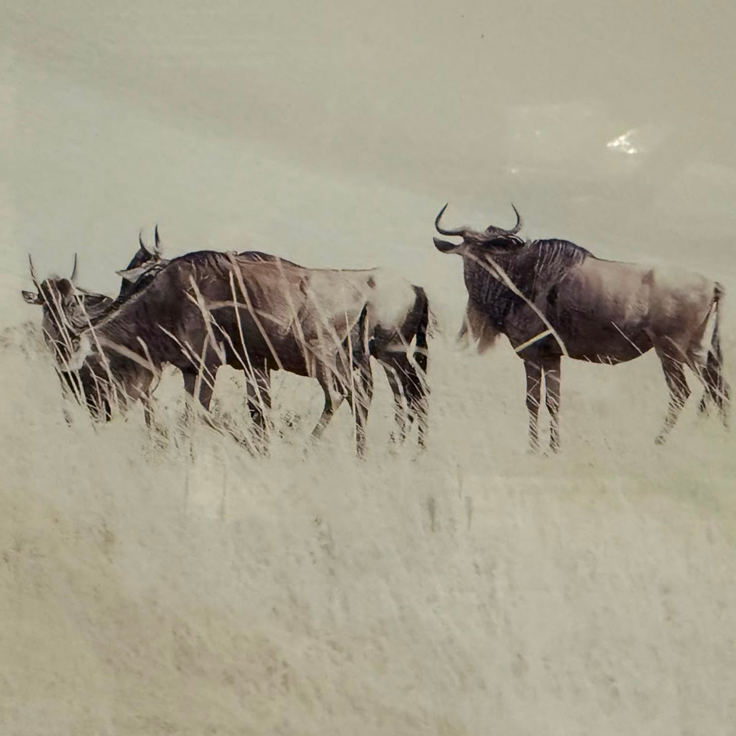 WILDEBEEST WITH ACACIA FRAMED
