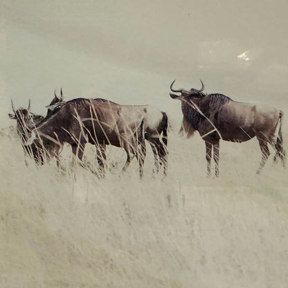 WILDEBEEST WITH ACACIA FRAMED