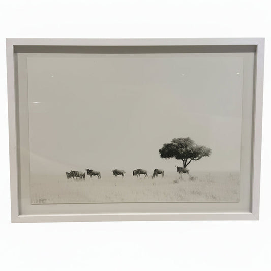WILDEBEEST WITH ACACIA FRAMED