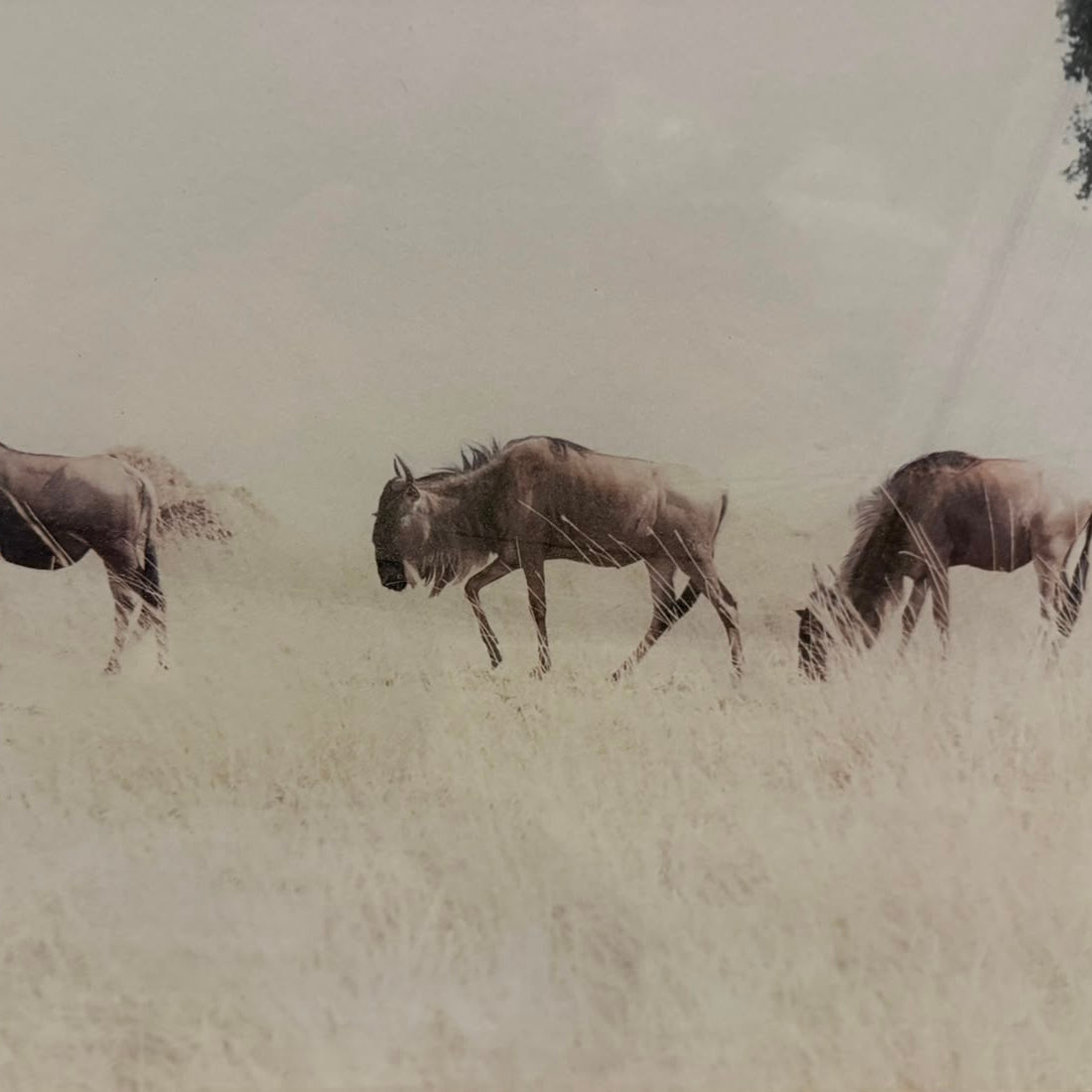 WILDEBEEST WITH ACACIA FRAMED