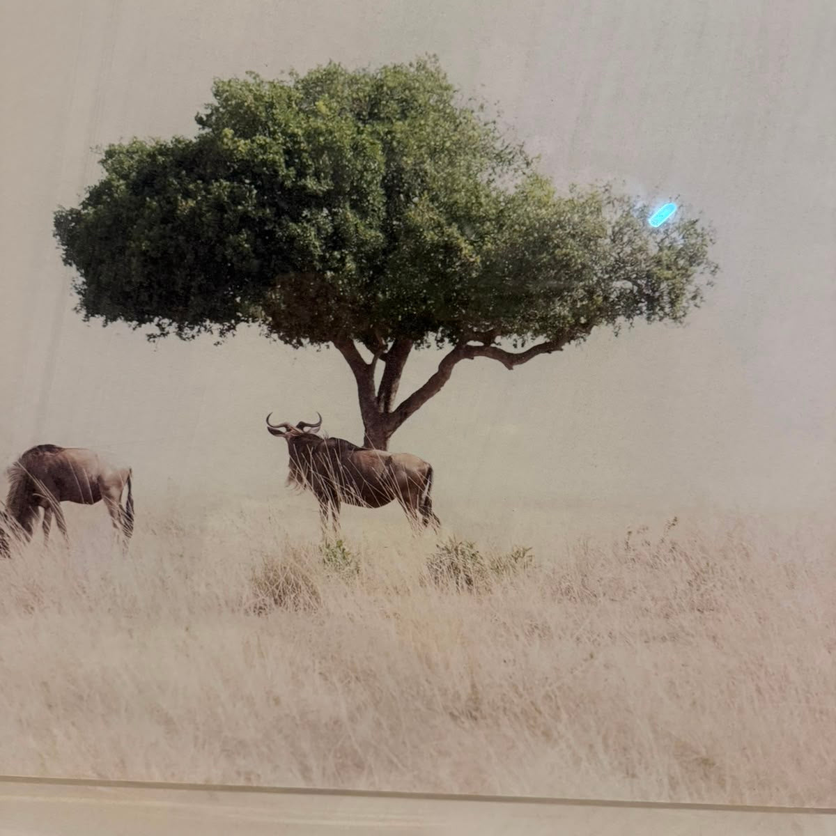 WILDEBEEST WITH ACACIA FRAMED