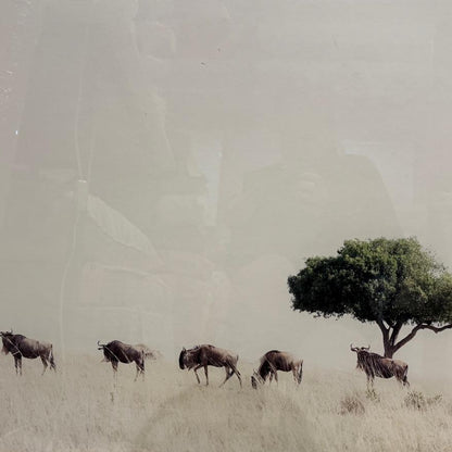 WILDEBEEST WITH ACACIA FRAMED